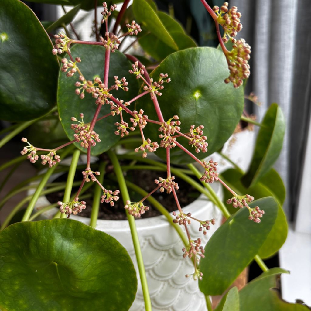 Chinese money plant - Pilea peperomioides