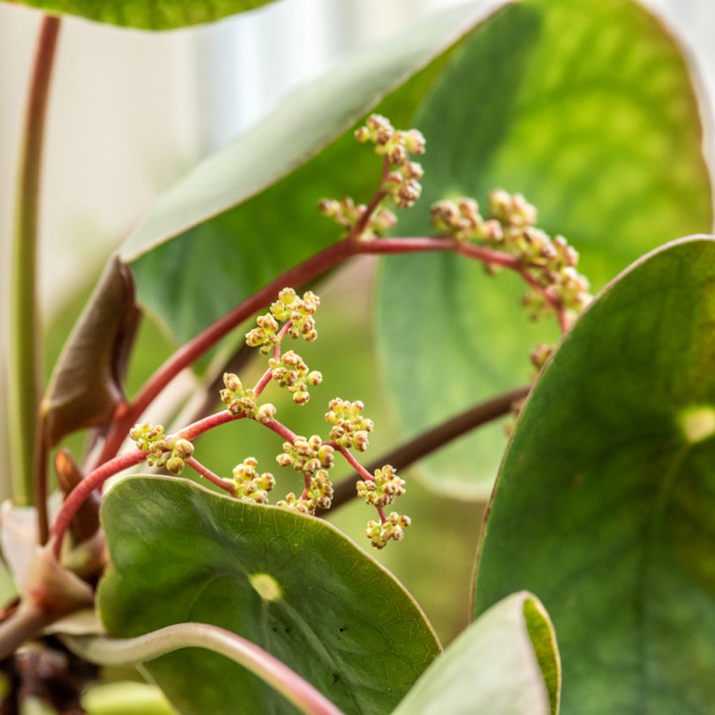 Chinese money plant - Pilea peperomioides