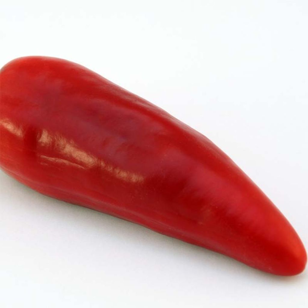 Piment Jalapeño mexicain BIO - Capsicum annuum