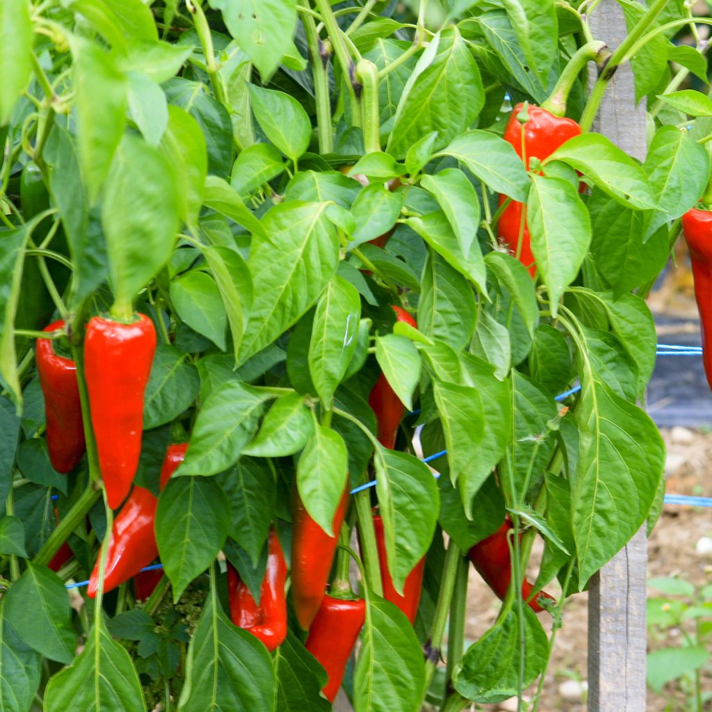 Chilli Pepper Piment dEspelette - Gorria