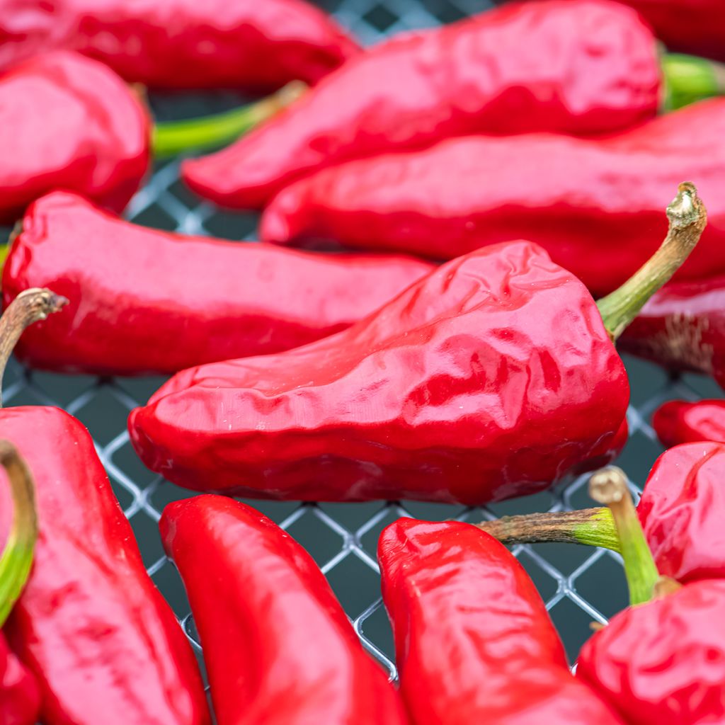 Chilli Pepper Piment dEspelette - Gorria