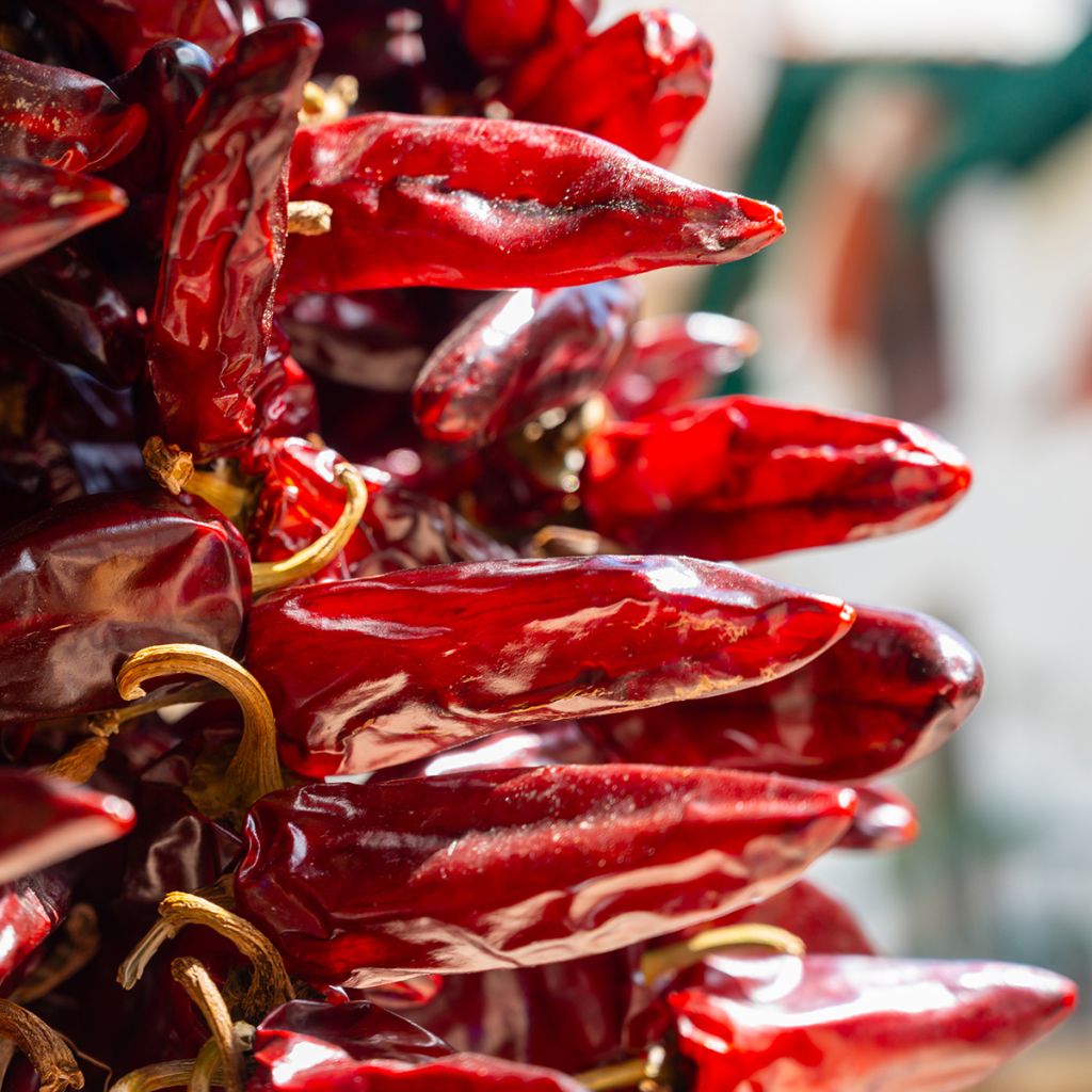 Chilli Pepper Piment dEspelette - Gorria