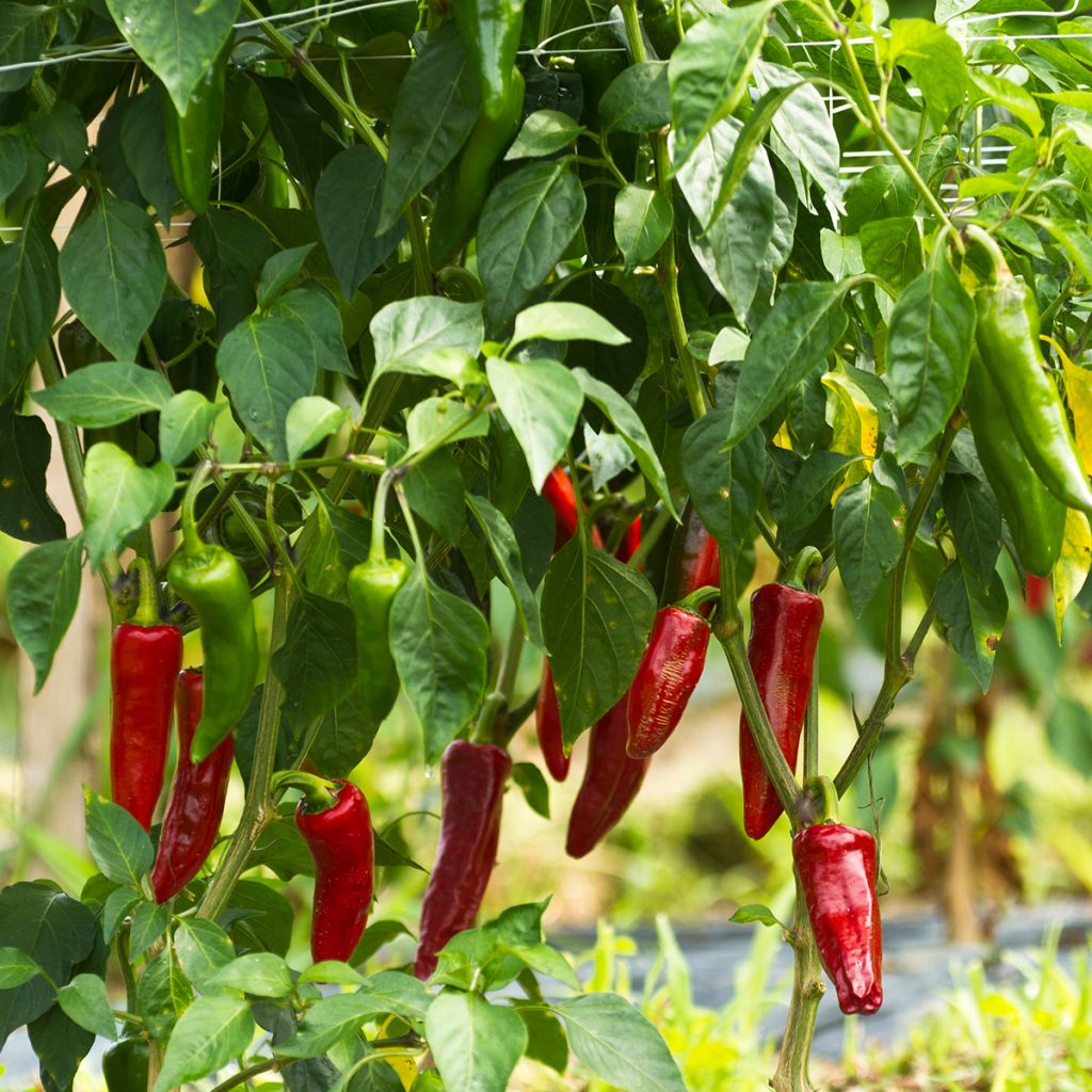 Chilli Pepper Piment dEspelette - Gorria
