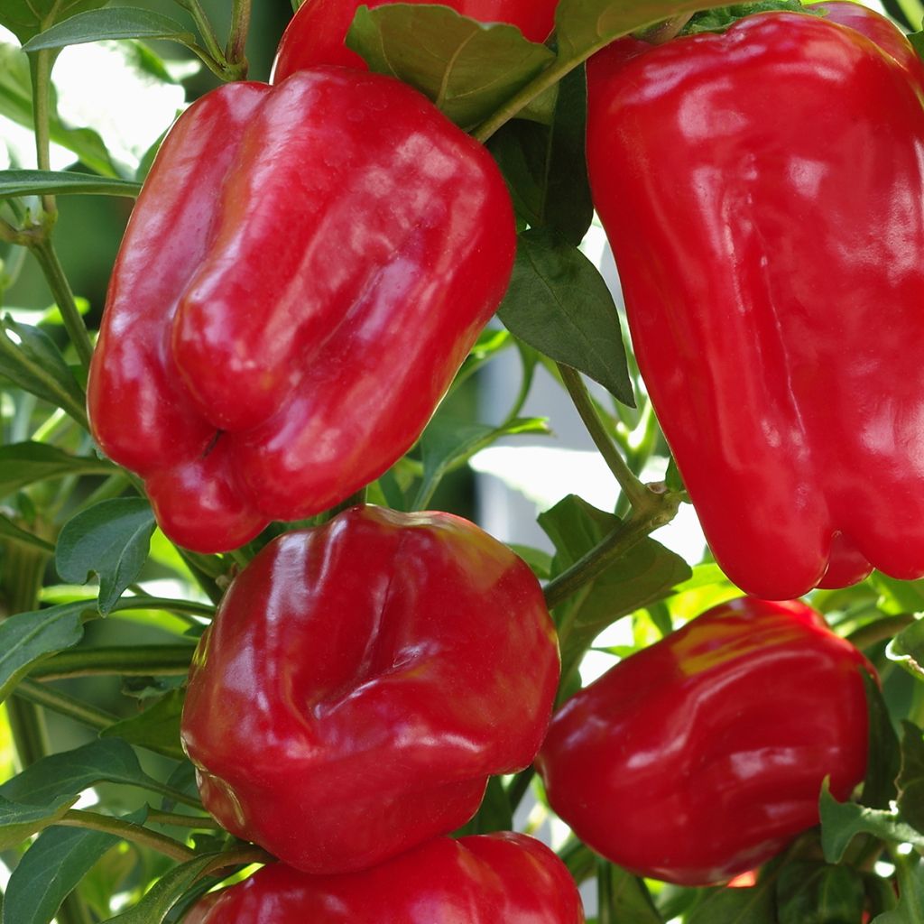 Sweet Pepper Yolo Wonder - Vilmorin Seeds