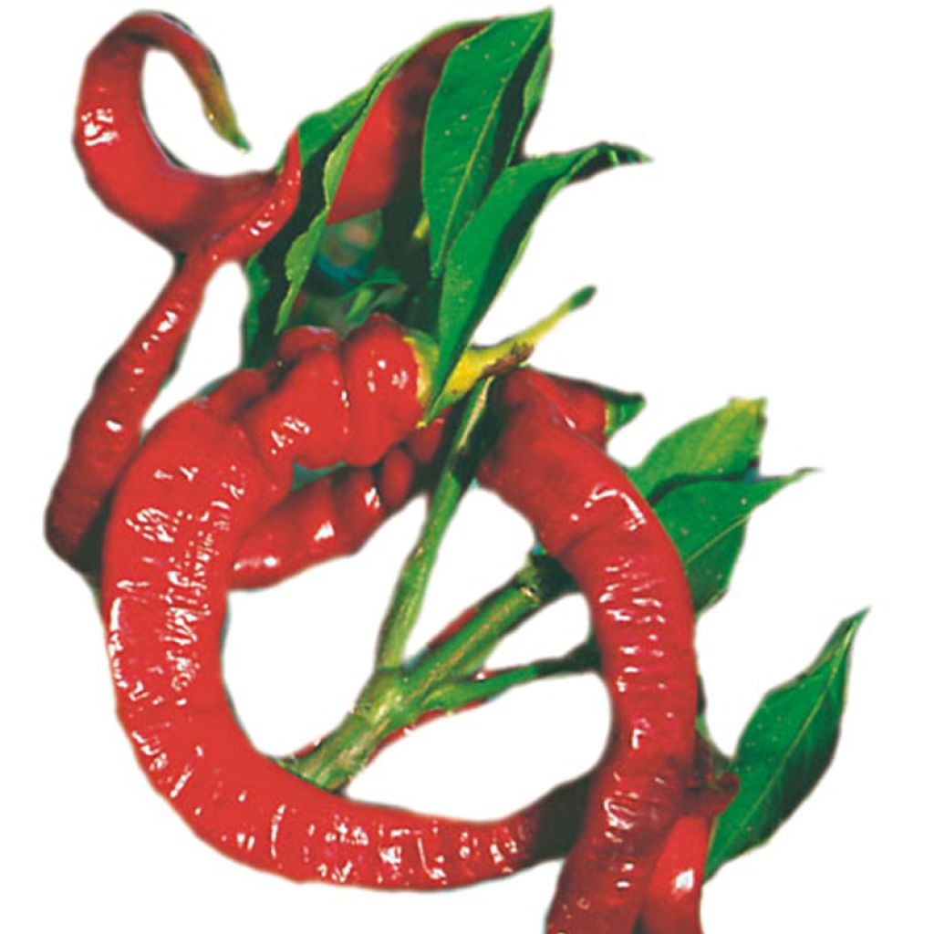 Piment doux très long des Landes en plants - Capsicum annuum