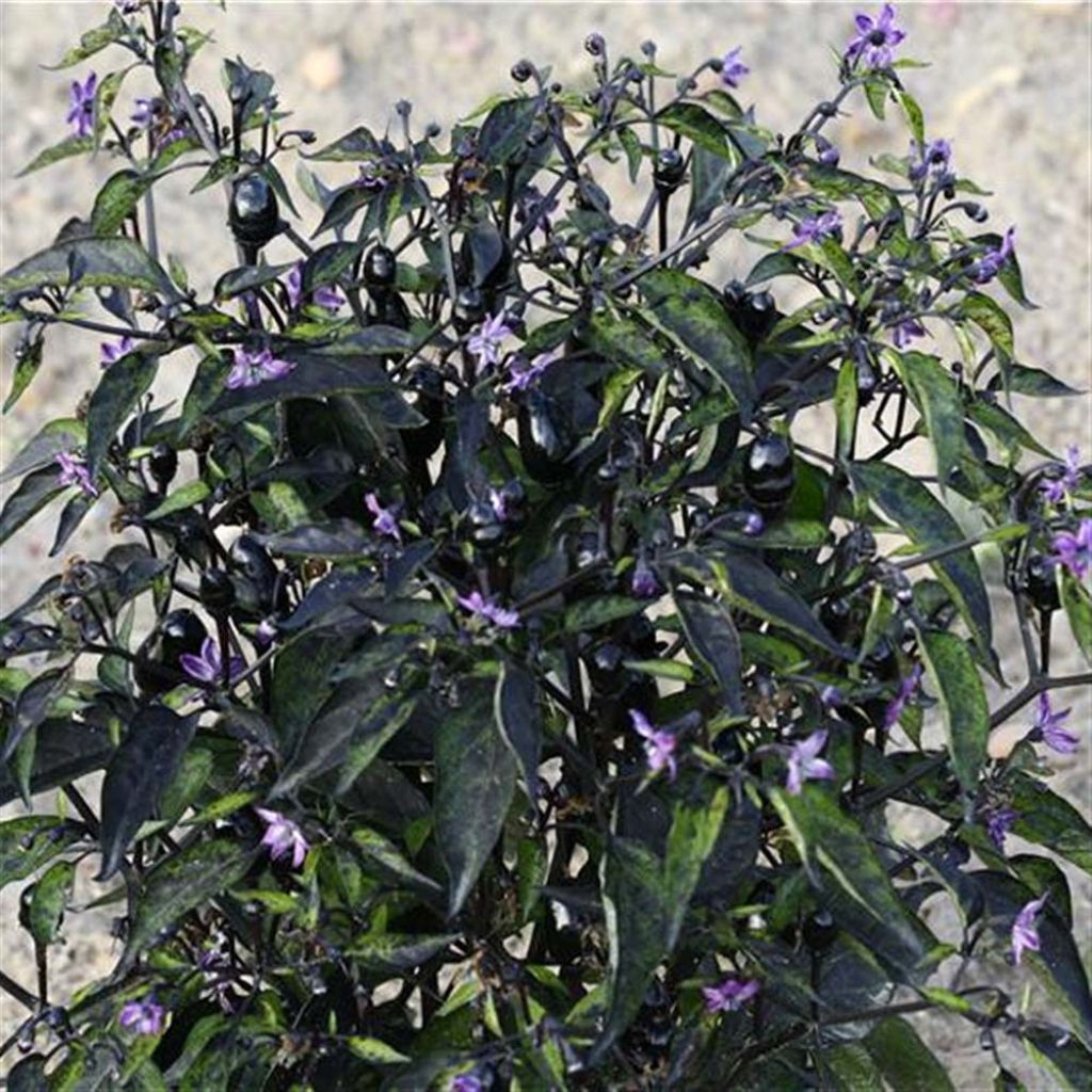 Piment purple Bio - Ferme de Ste Marthe