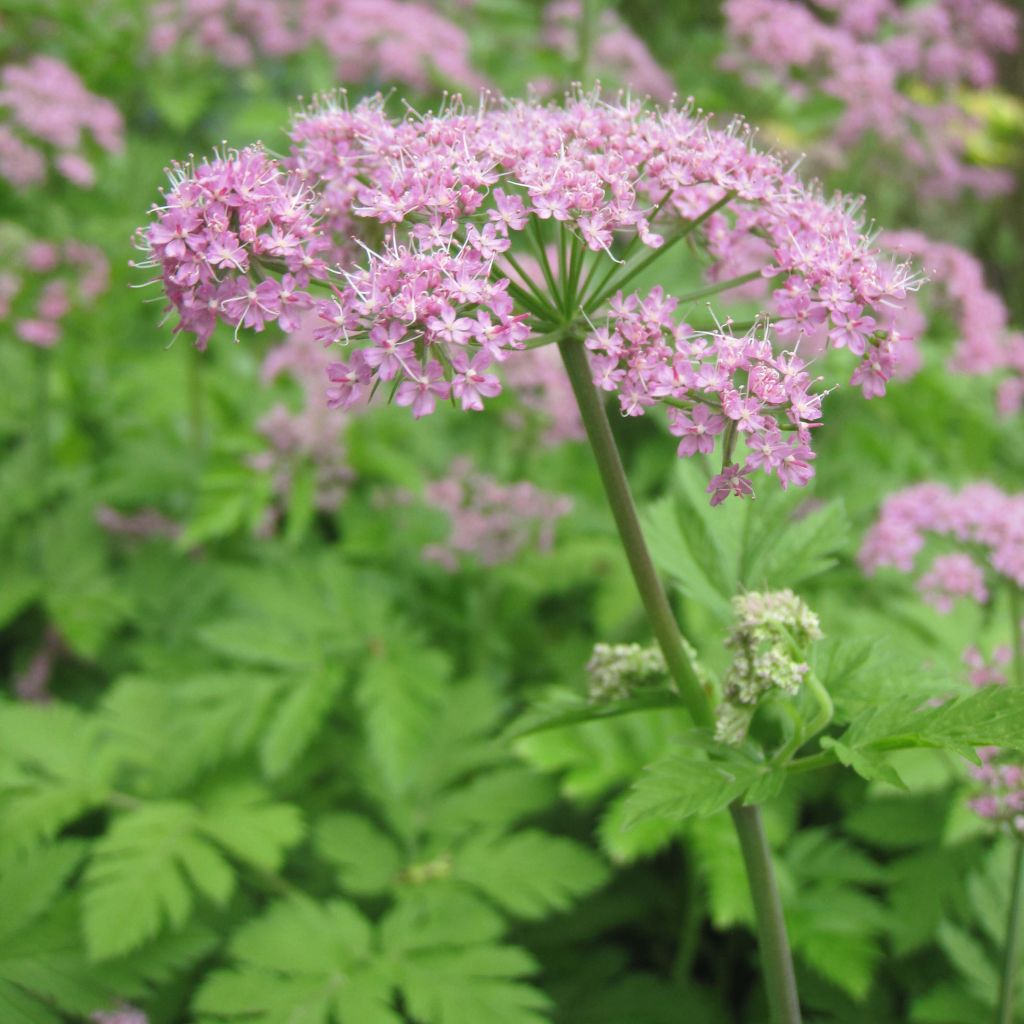 Pimpinella major Rosea - Grand boucage.