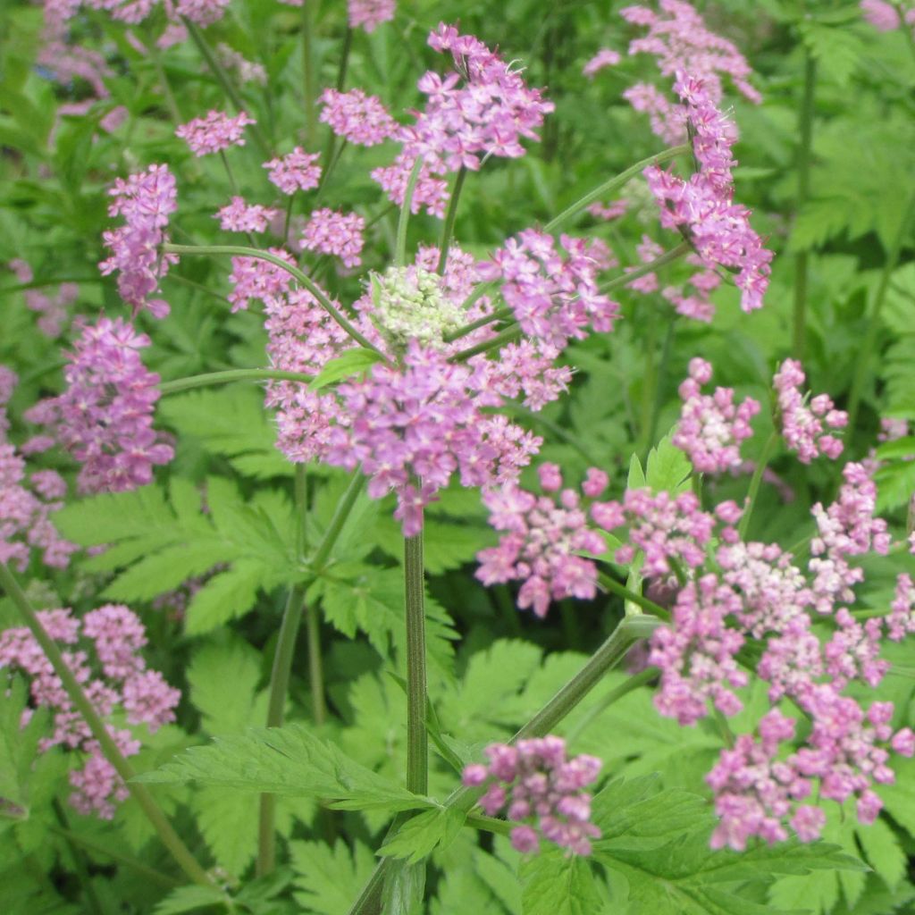 Pimpinella major Rosea - Grand boucage.