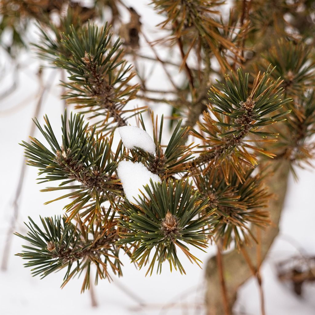 Pinus thunbergii Kotobuki