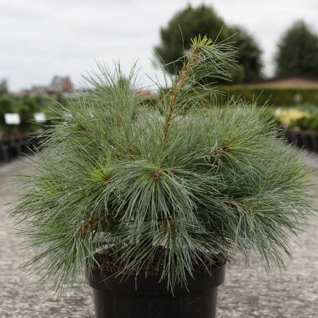 Pinus strobus Blue Shag