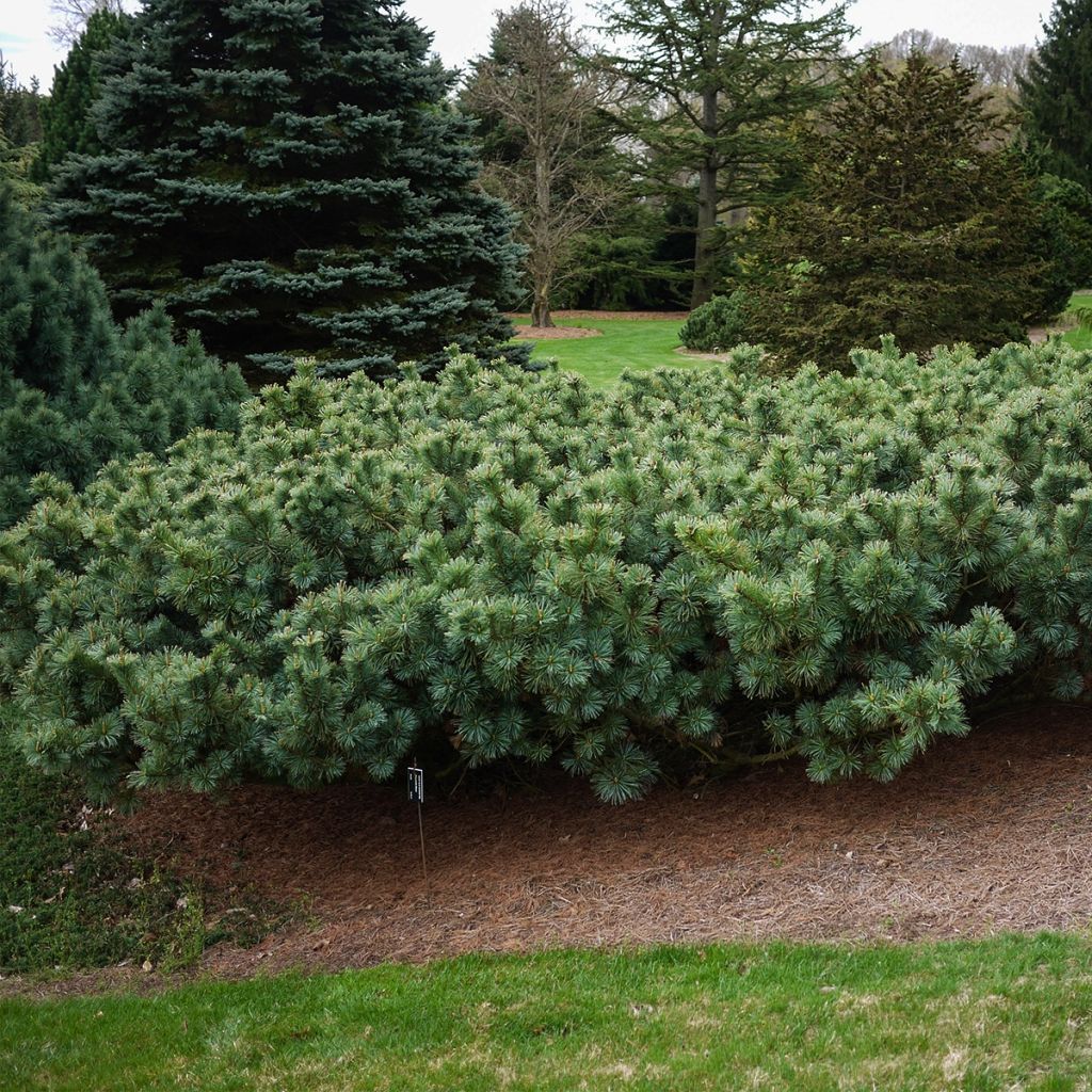 Pinus pumila Glauca