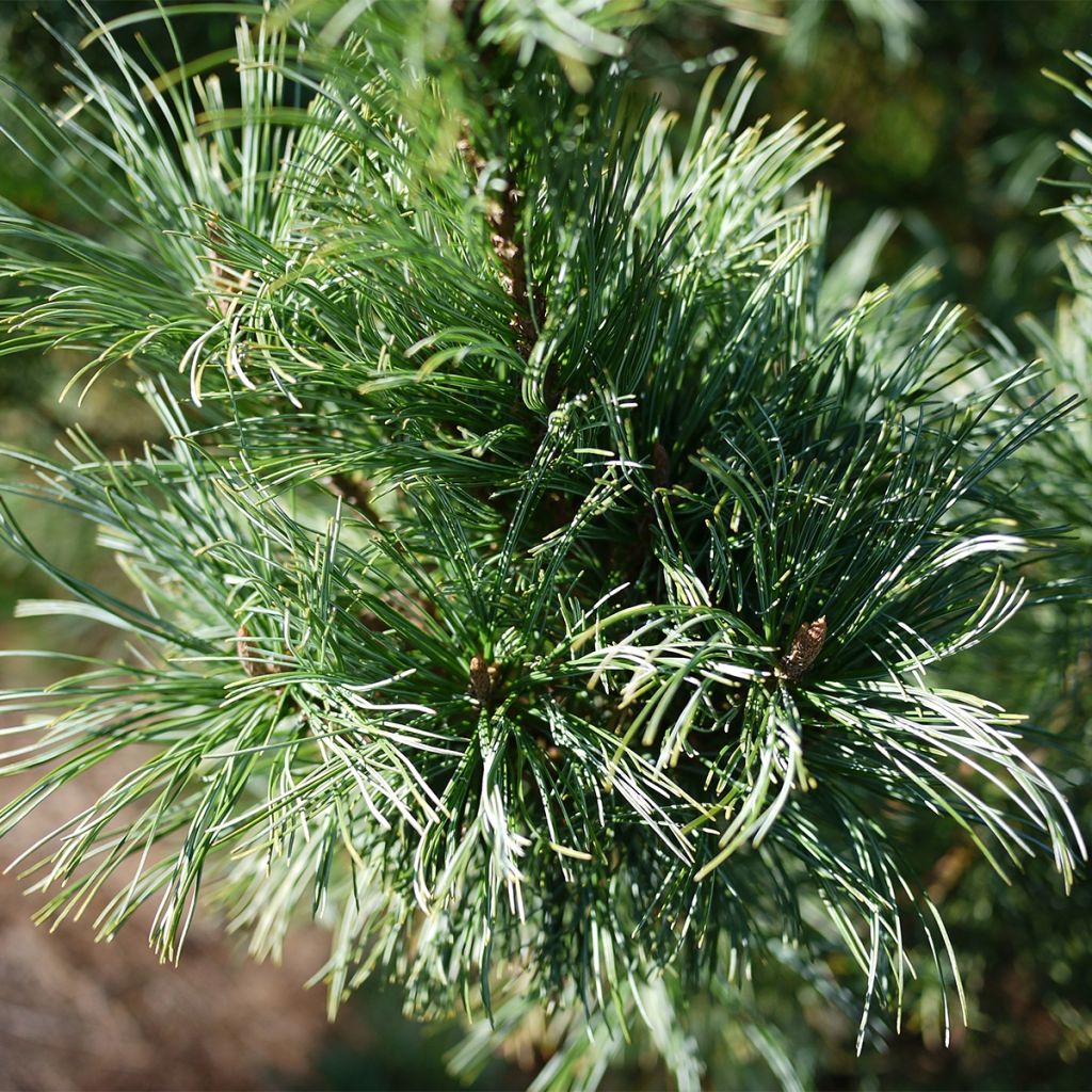 Pinus pumila Glauca