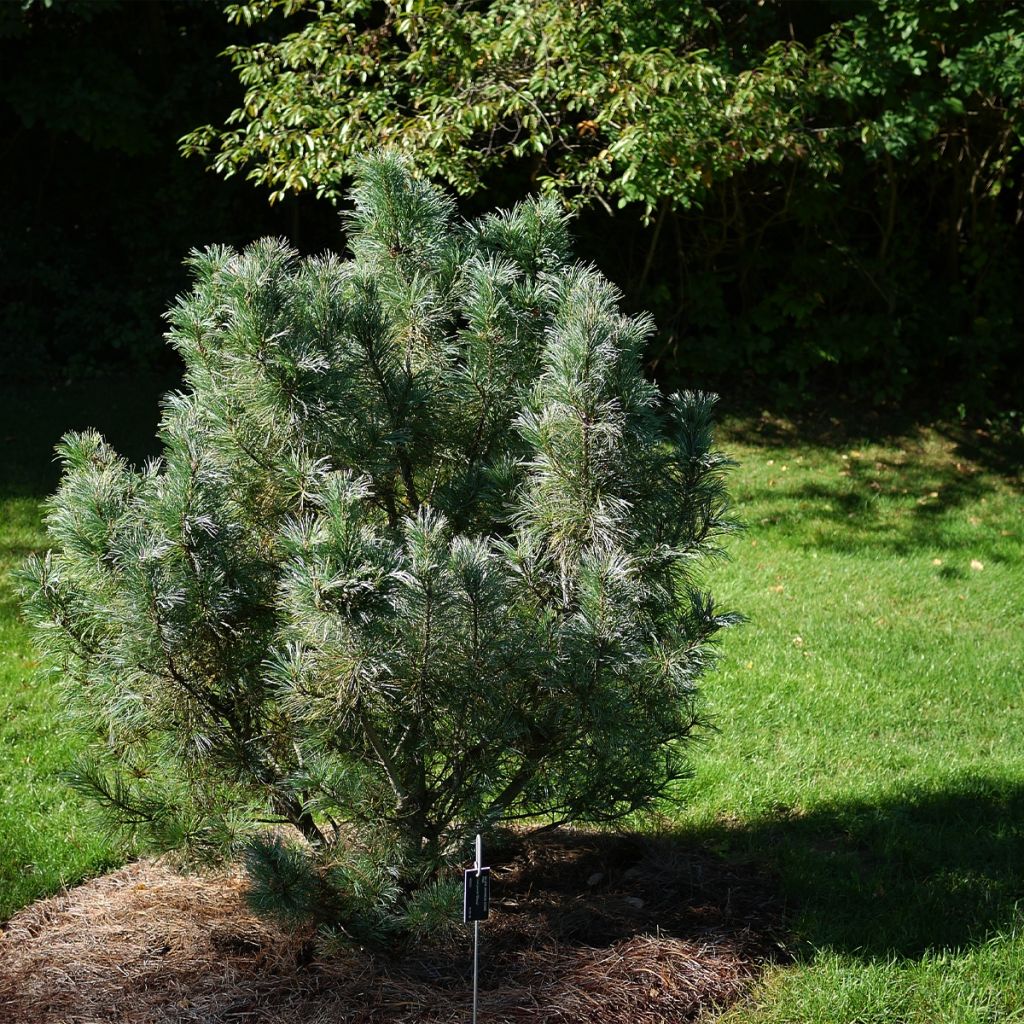Pinus pumila Glauca