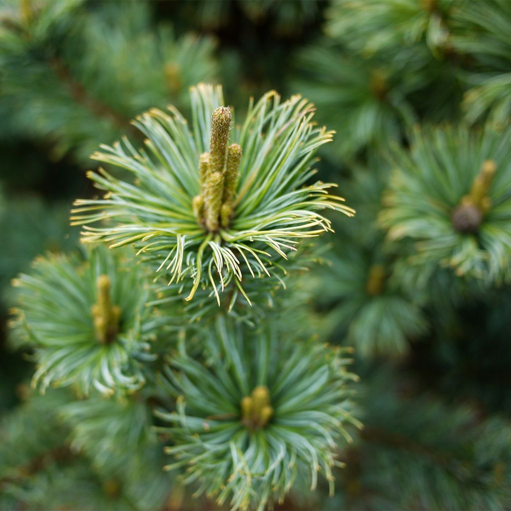 Pinus pumila Glauca