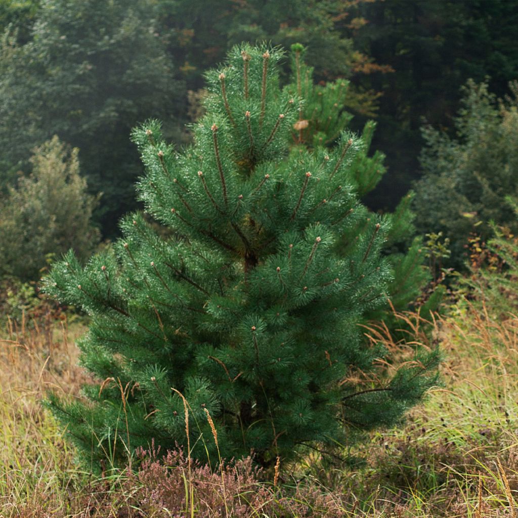 Pinus sylvestris Norska - Scots Pine