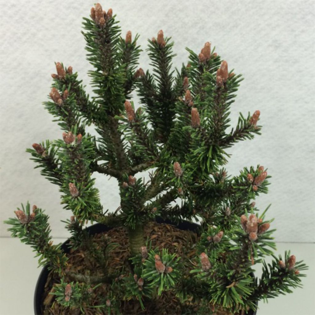 Pinus mugo Kissen - Pin de montagne