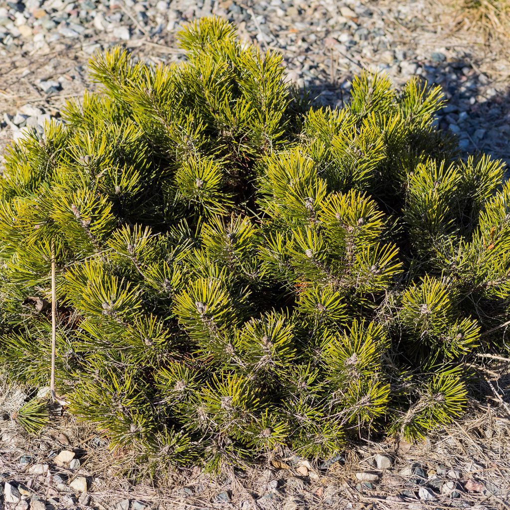 Pinus mugo pumilio - Pin de montagne                                