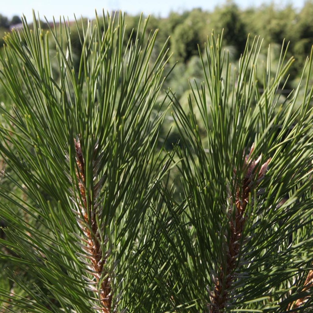Austrian black pine - Pinus nigra nigra
