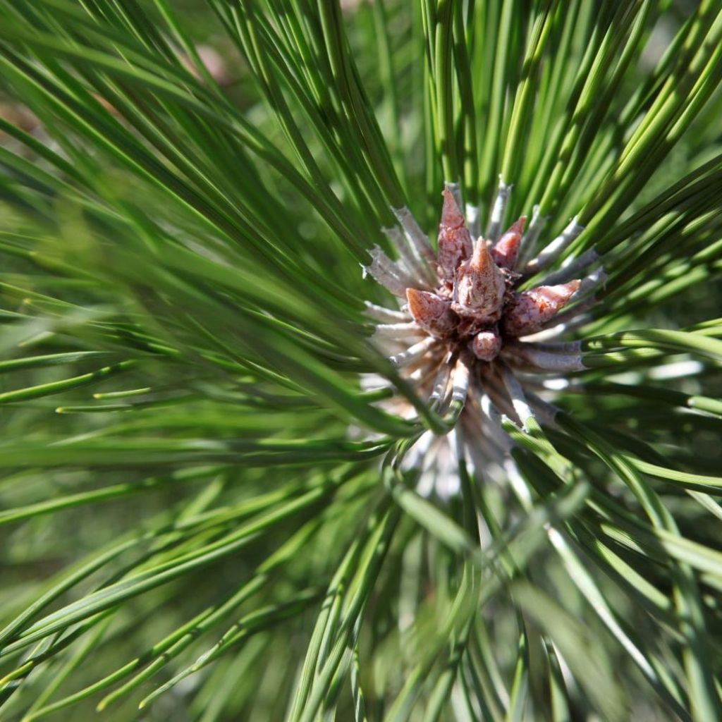 Austrian black pine - Pinus nigra nigra