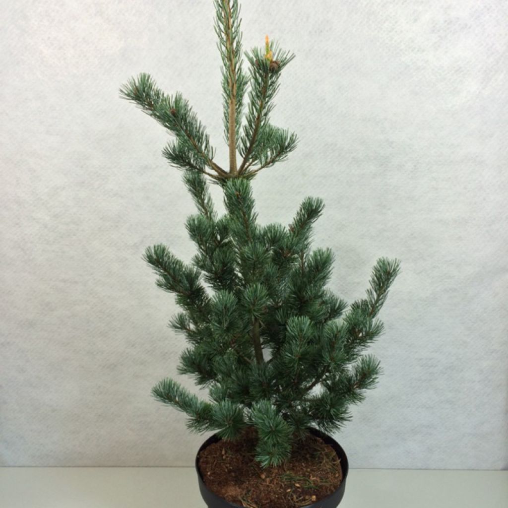 Pinus parviflora Azumi Goye - Pin blanc du Japon