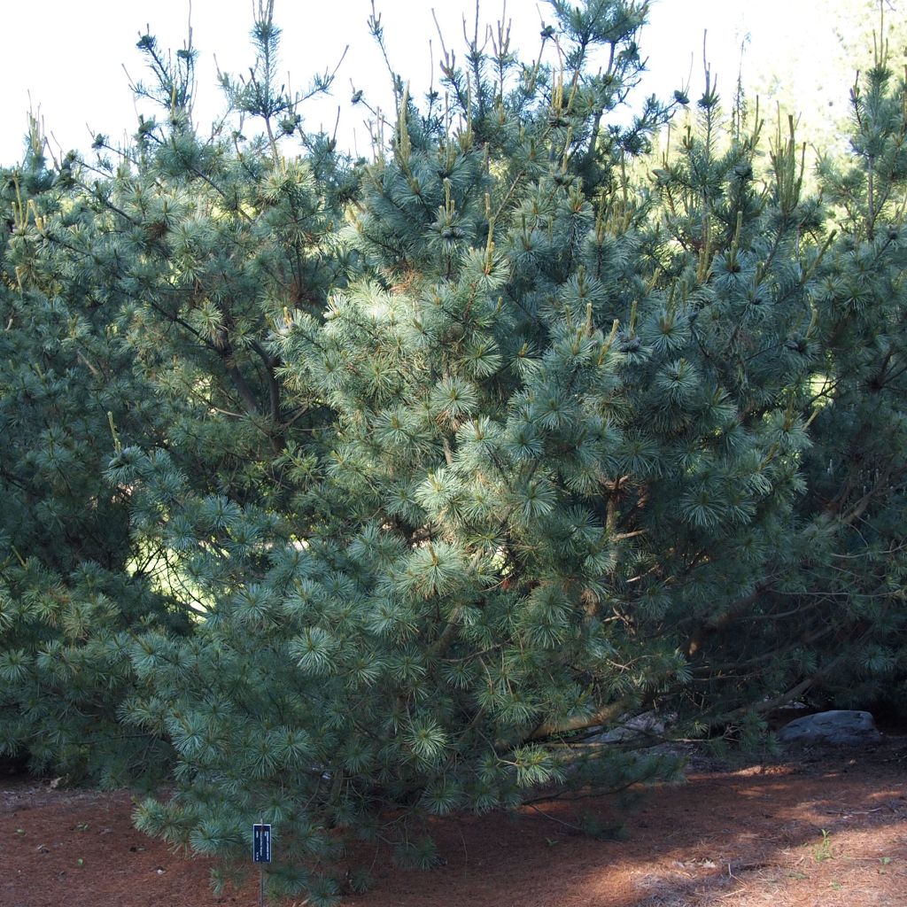 Pinus parviflora Bergman - Pin blanc du Japon