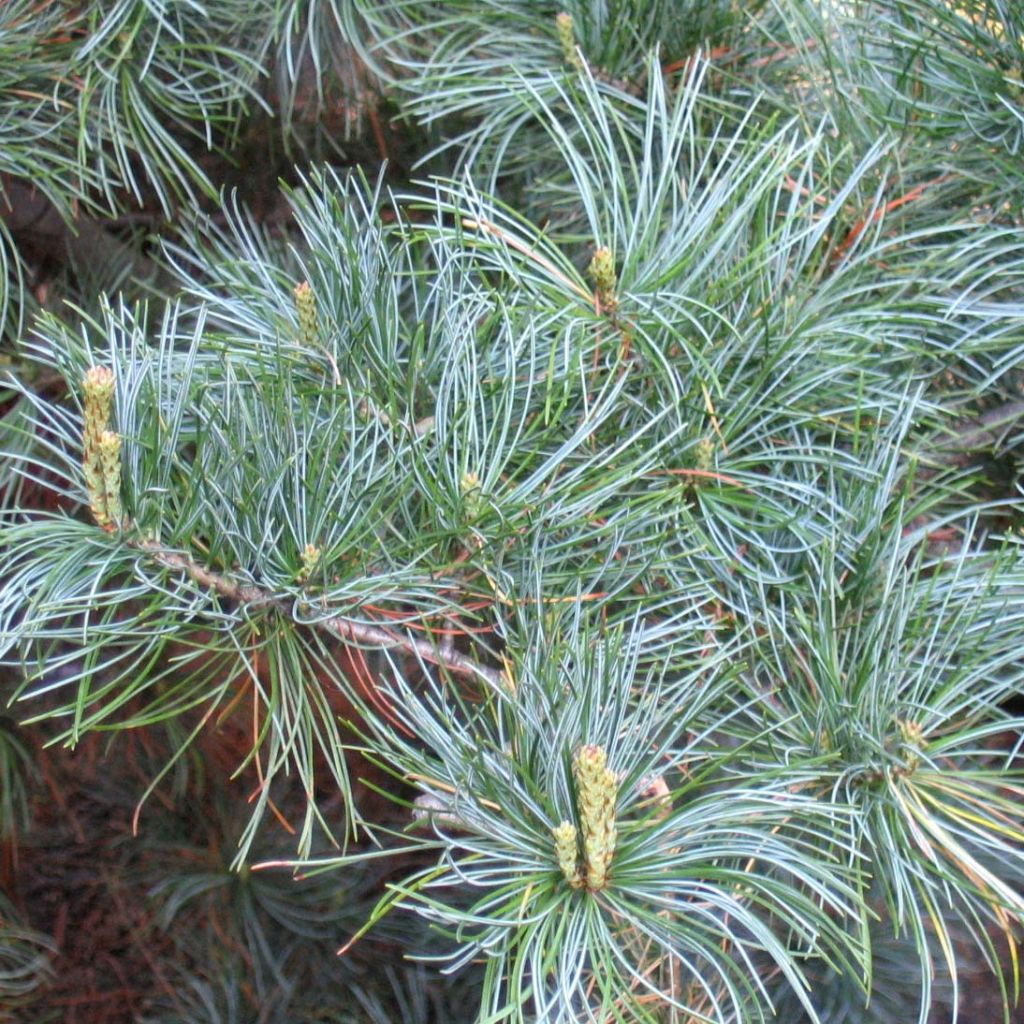 Pinus parviflora Glauca - Pin blanc du Japon