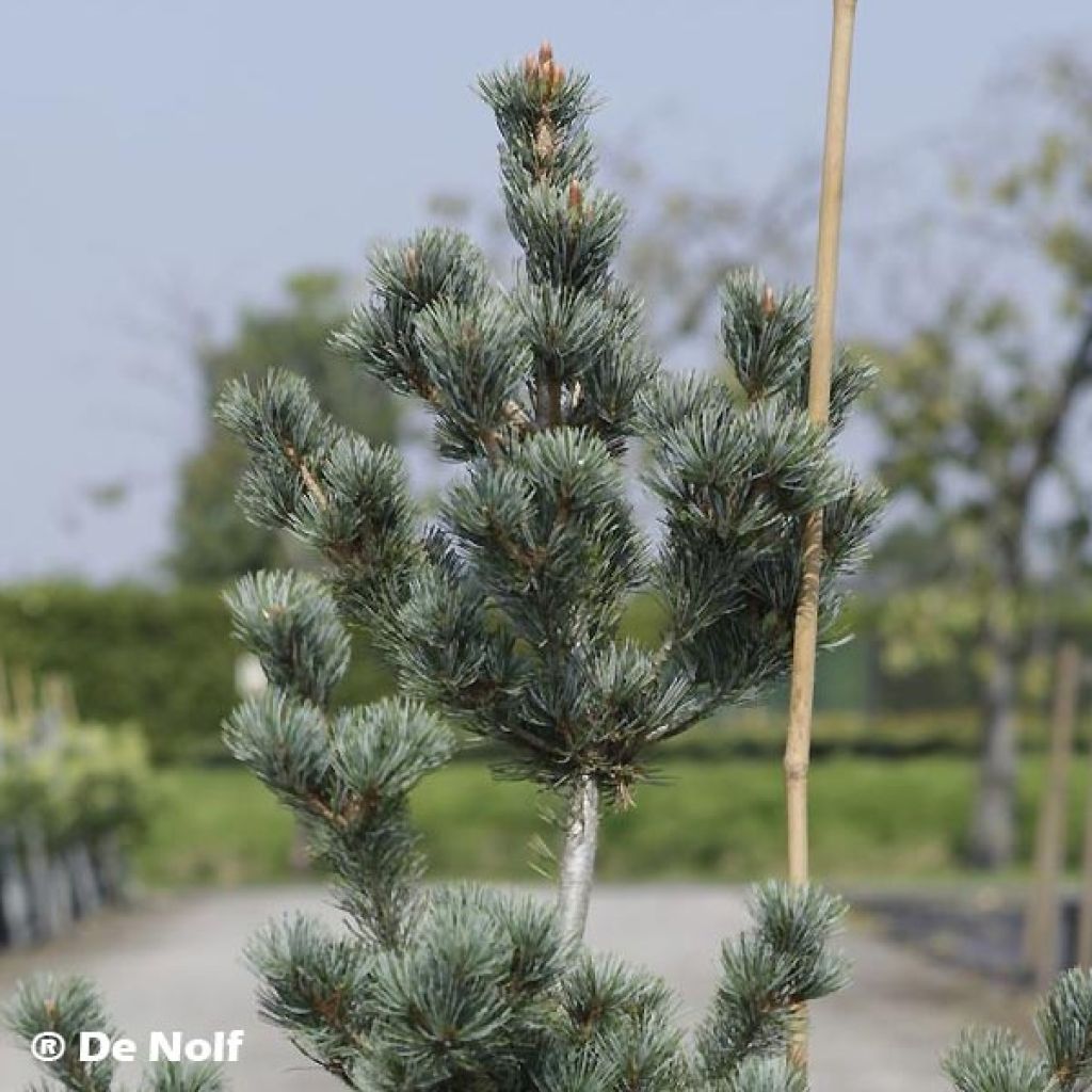 Pinus parviflora Negishi - Japanese White Pine