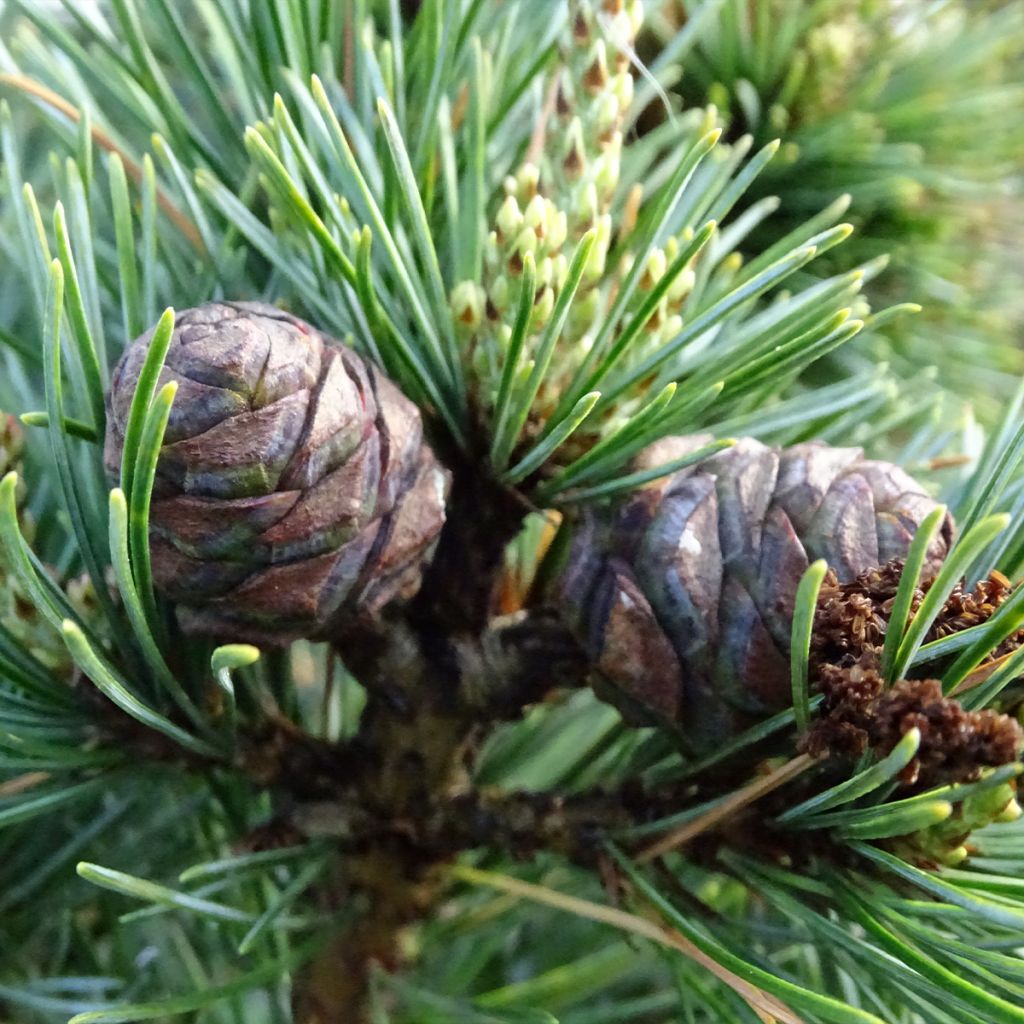 Pinus parviflora Negishi - Pin blanc japonais