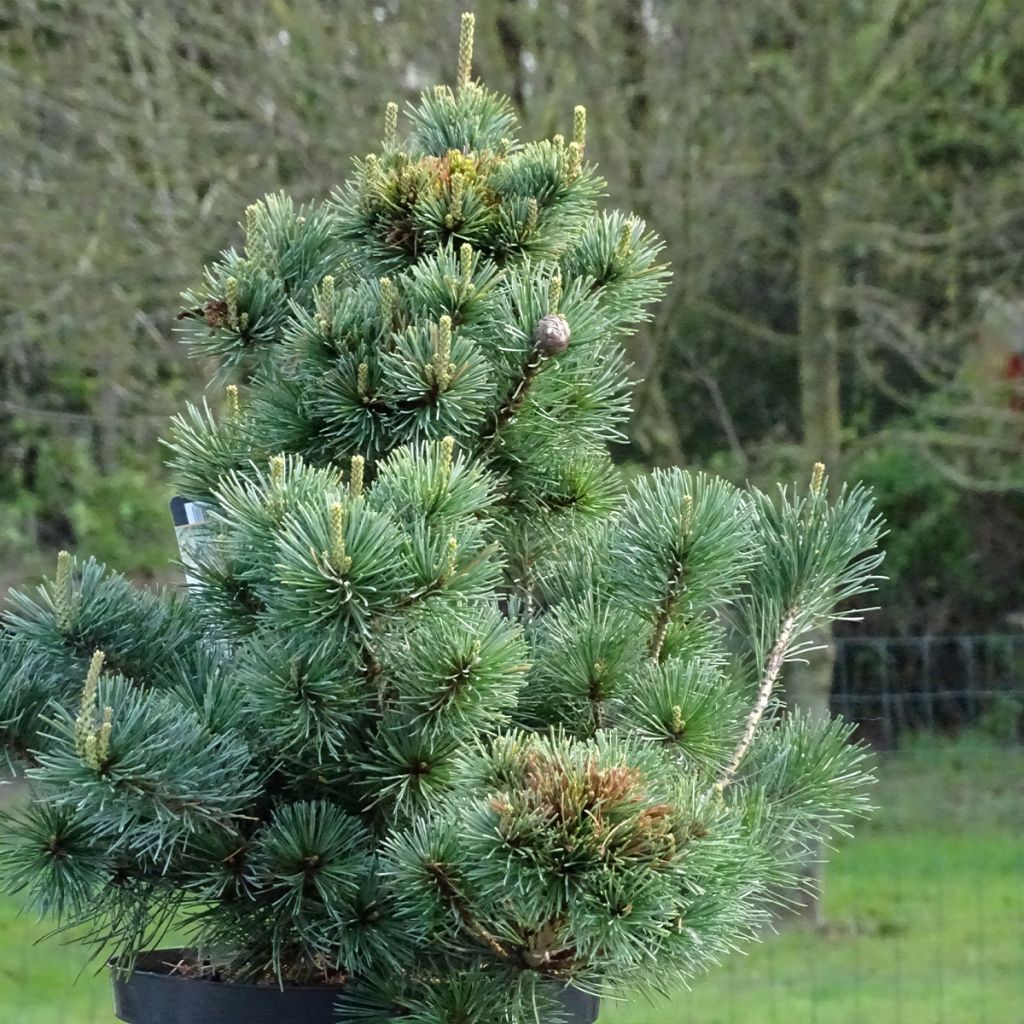 Pinus parviflora Negishi - Pin blanc japonais