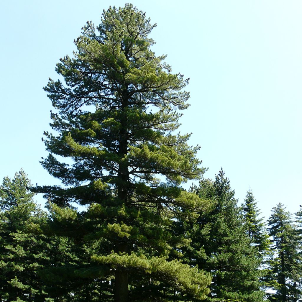 Pinus peuce - Pin de Macédoine