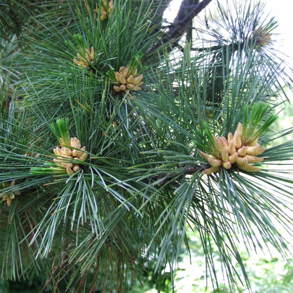 Pinus peuce - Pin de Macédoine                                      