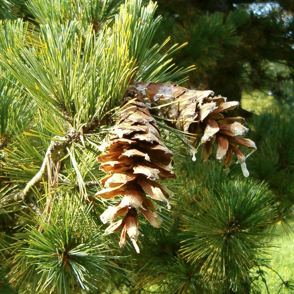 Pinus peuce - Pin de Macédoine