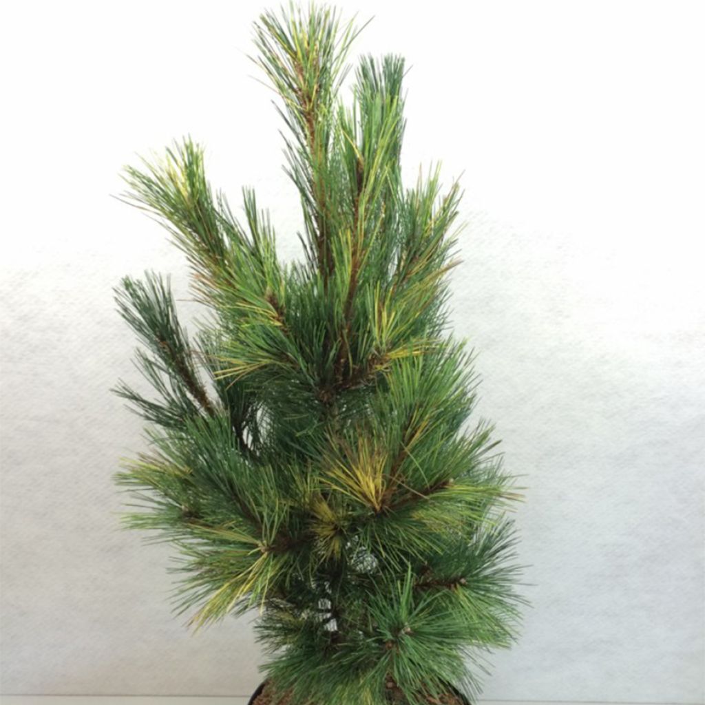 Pinus peuce Aureovariegata - Pin de Macédoine