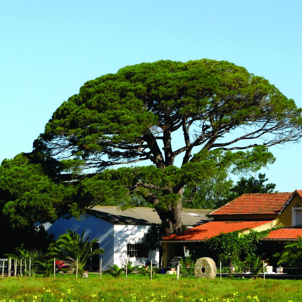 Pinus pinea - Pin parasol