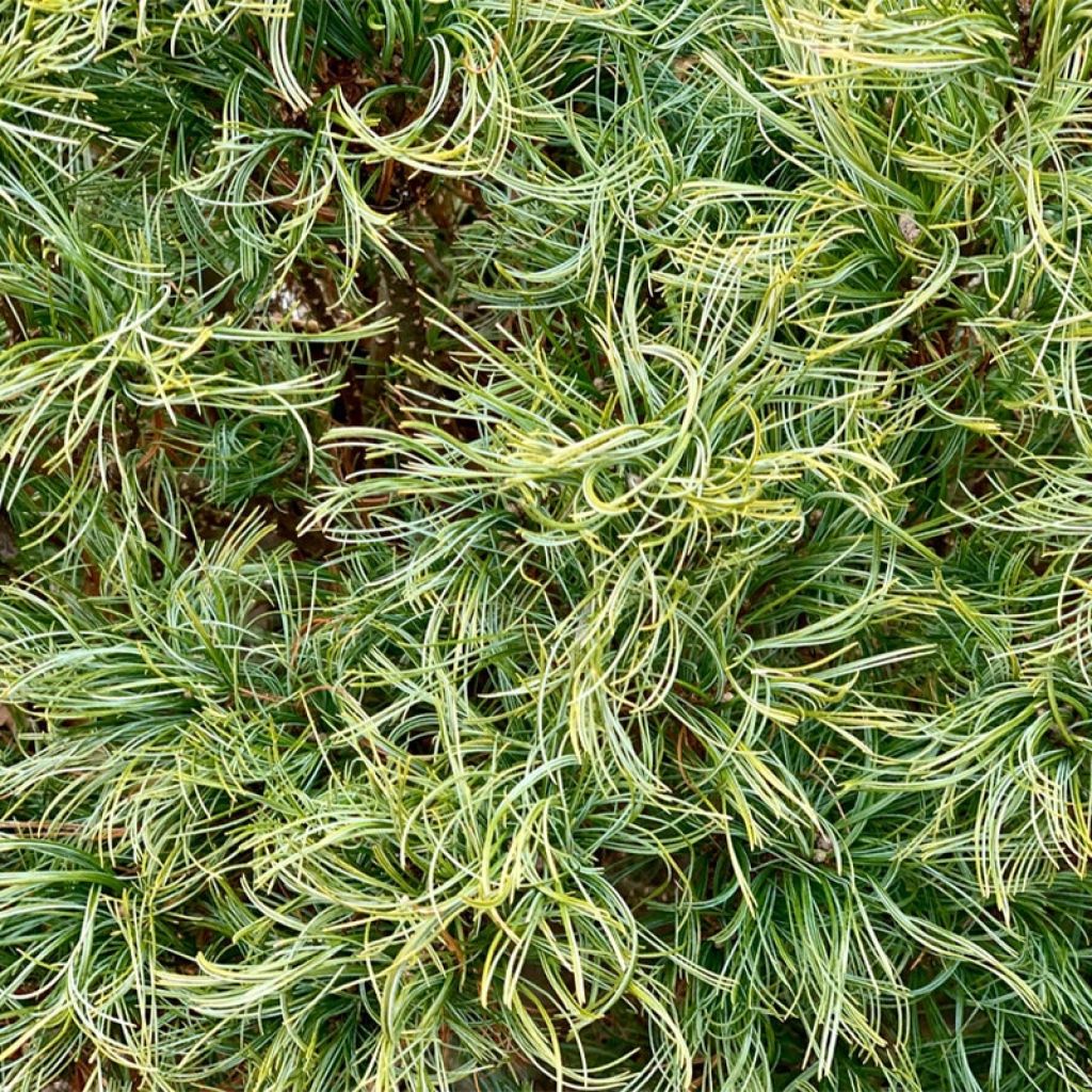 Pinus strobus Tiny Kurls - Eastern White Pine