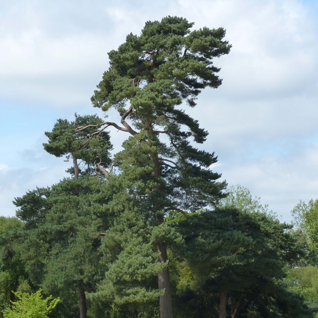 Pin sylvestre - Pinus sylvestris