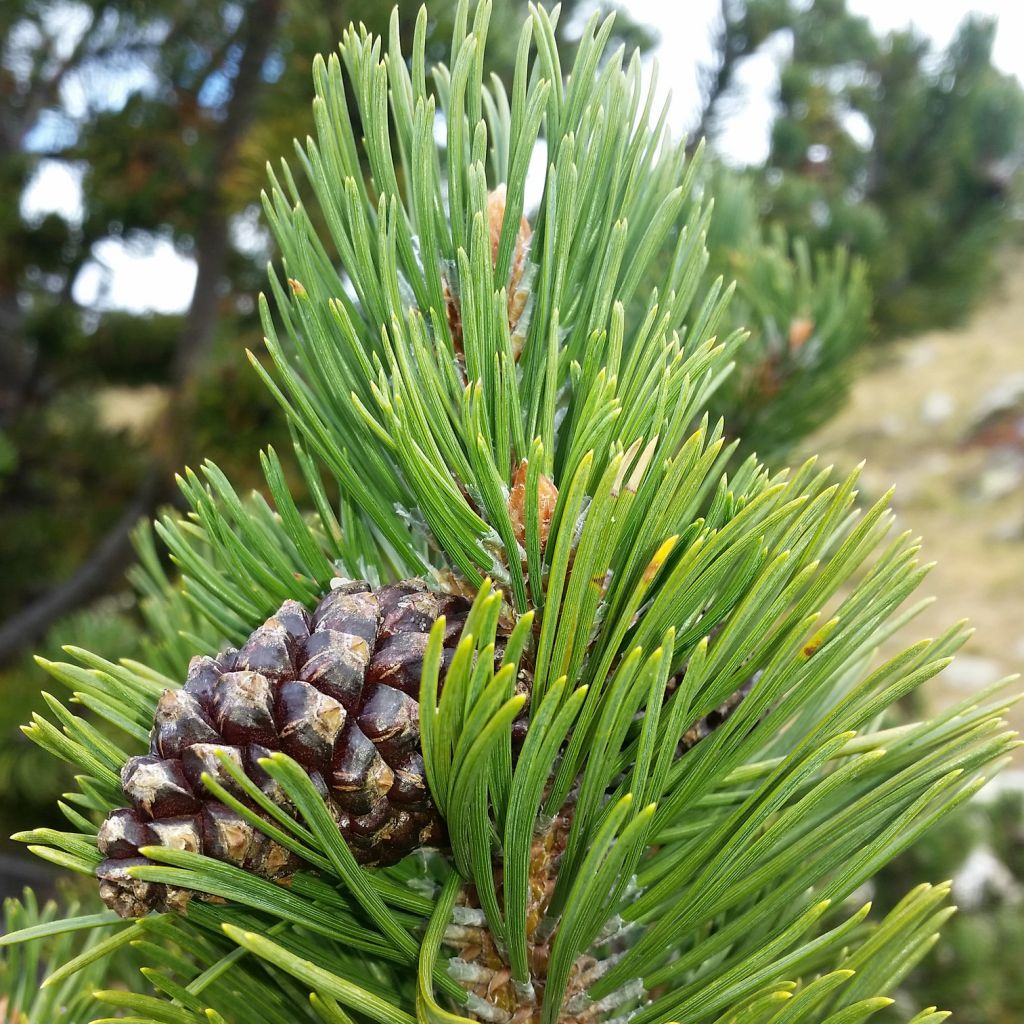 Pinus mugo subsp. uncinata Kladská - Dwarf Mountain Pine