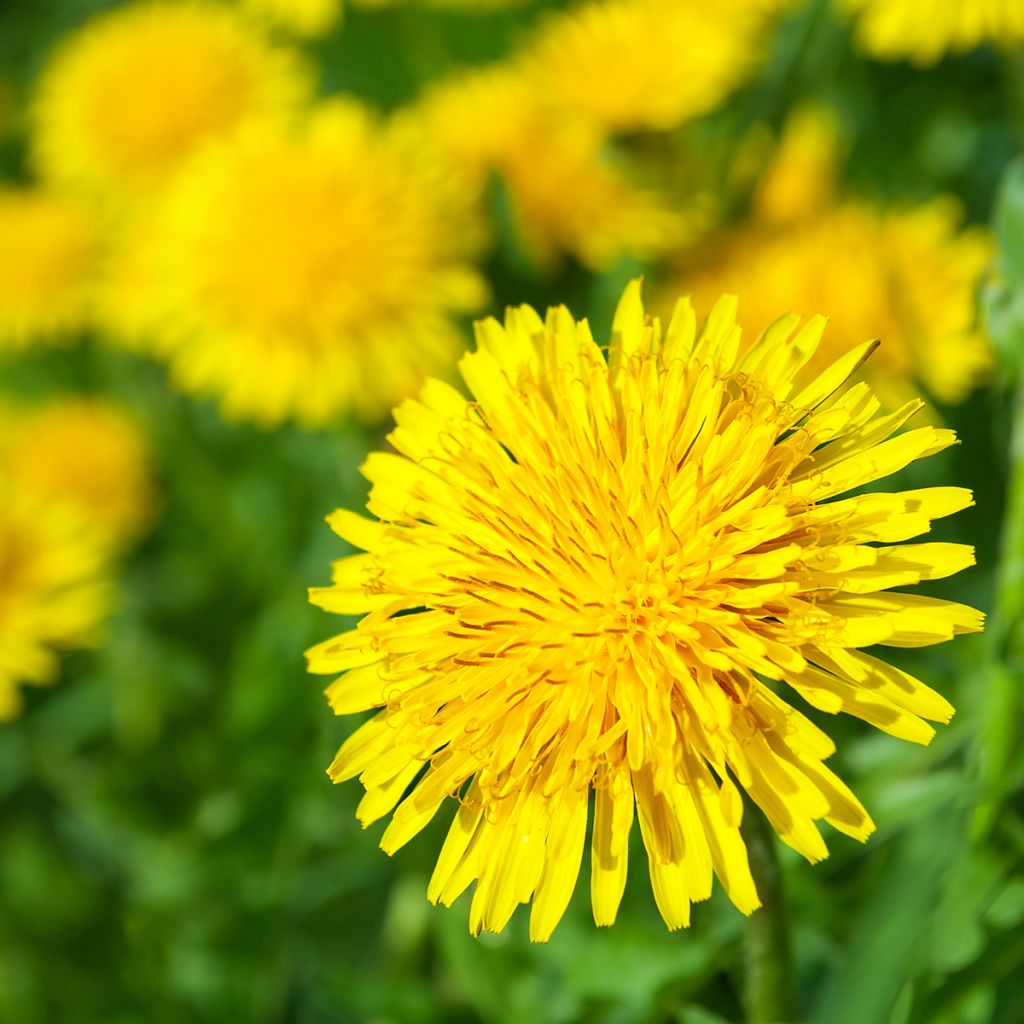 Dandelion Seeds - Taraxacum officinale