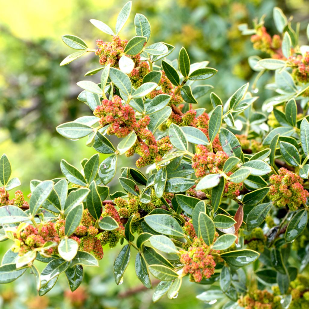 Pistacia lentiscus - Mastic Tree