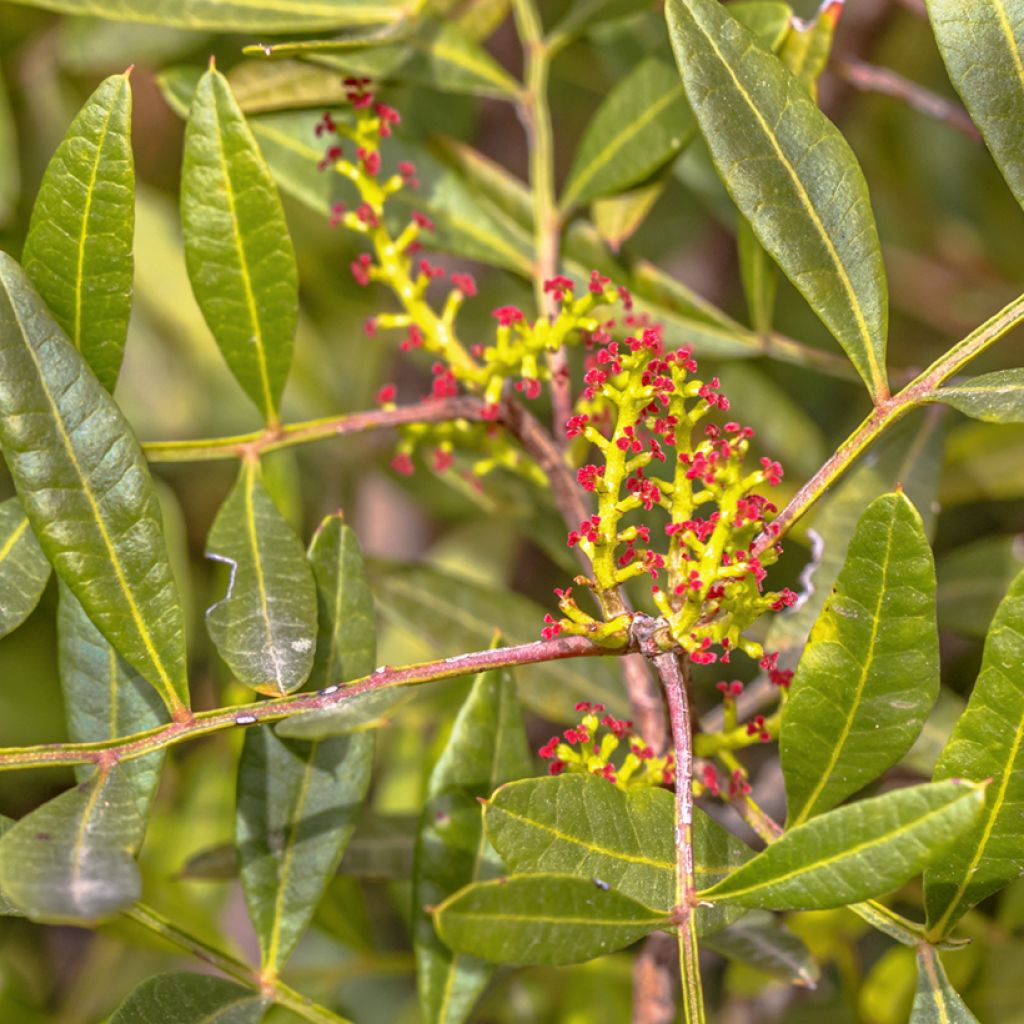 Pistacia lentiscus - Mastic Tree