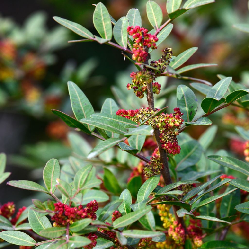 Pistacia lentiscus - Mastic Tree