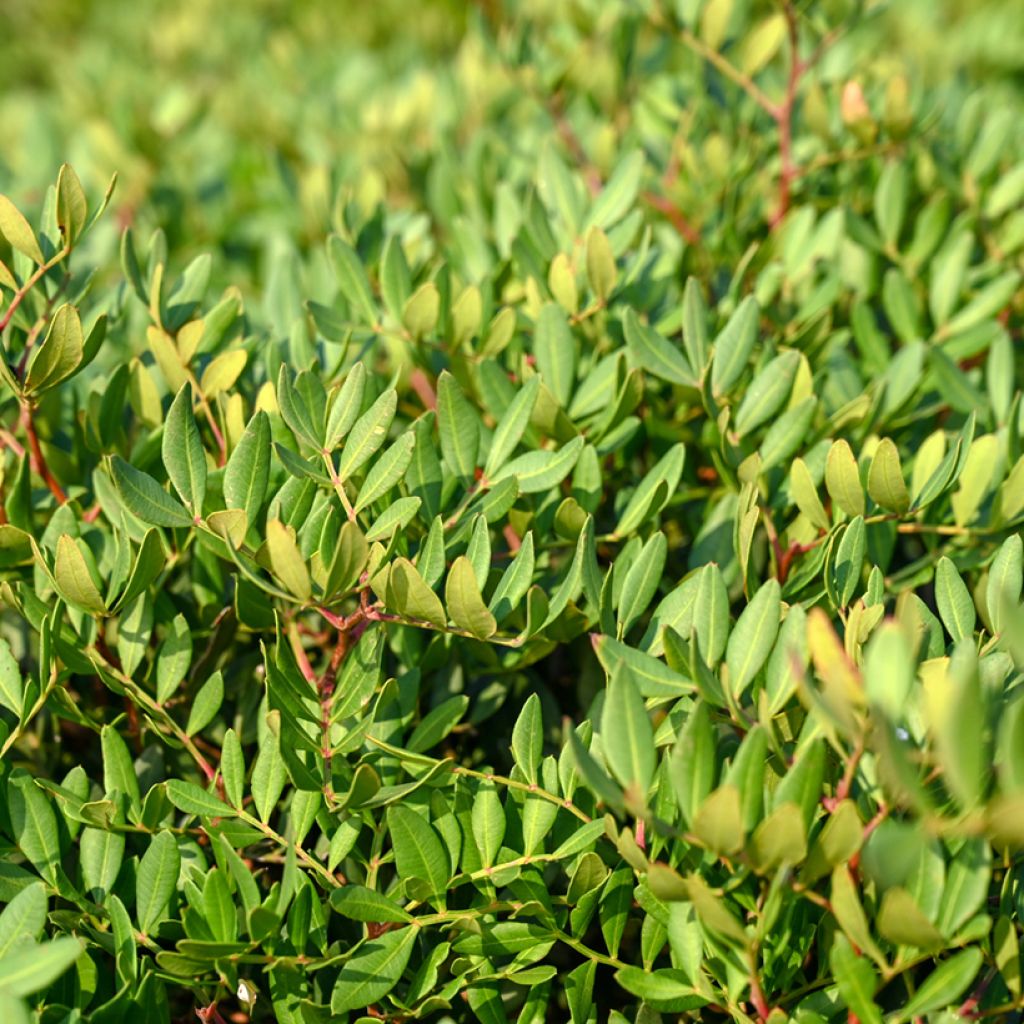 Pistacia lentiscus - Mastic Tree