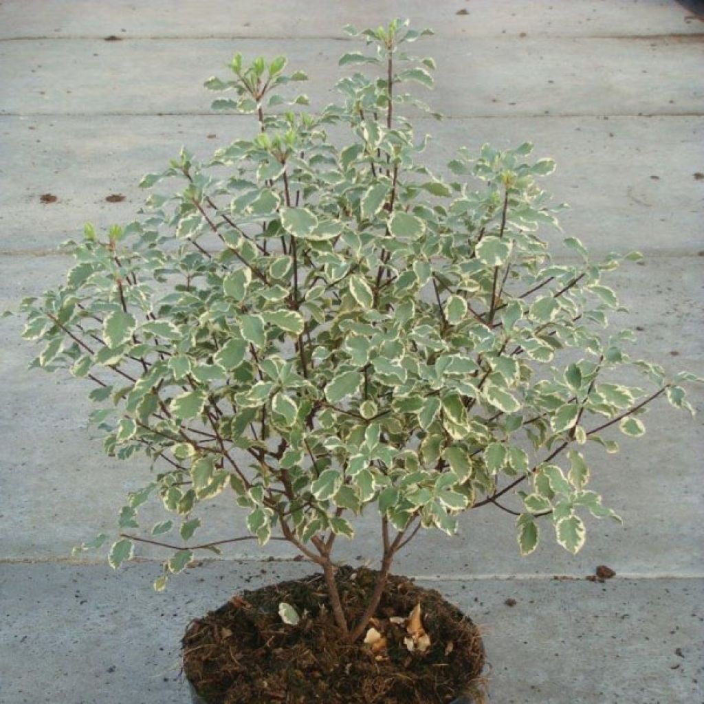 Pittosporum argyrophyllum Variegatum