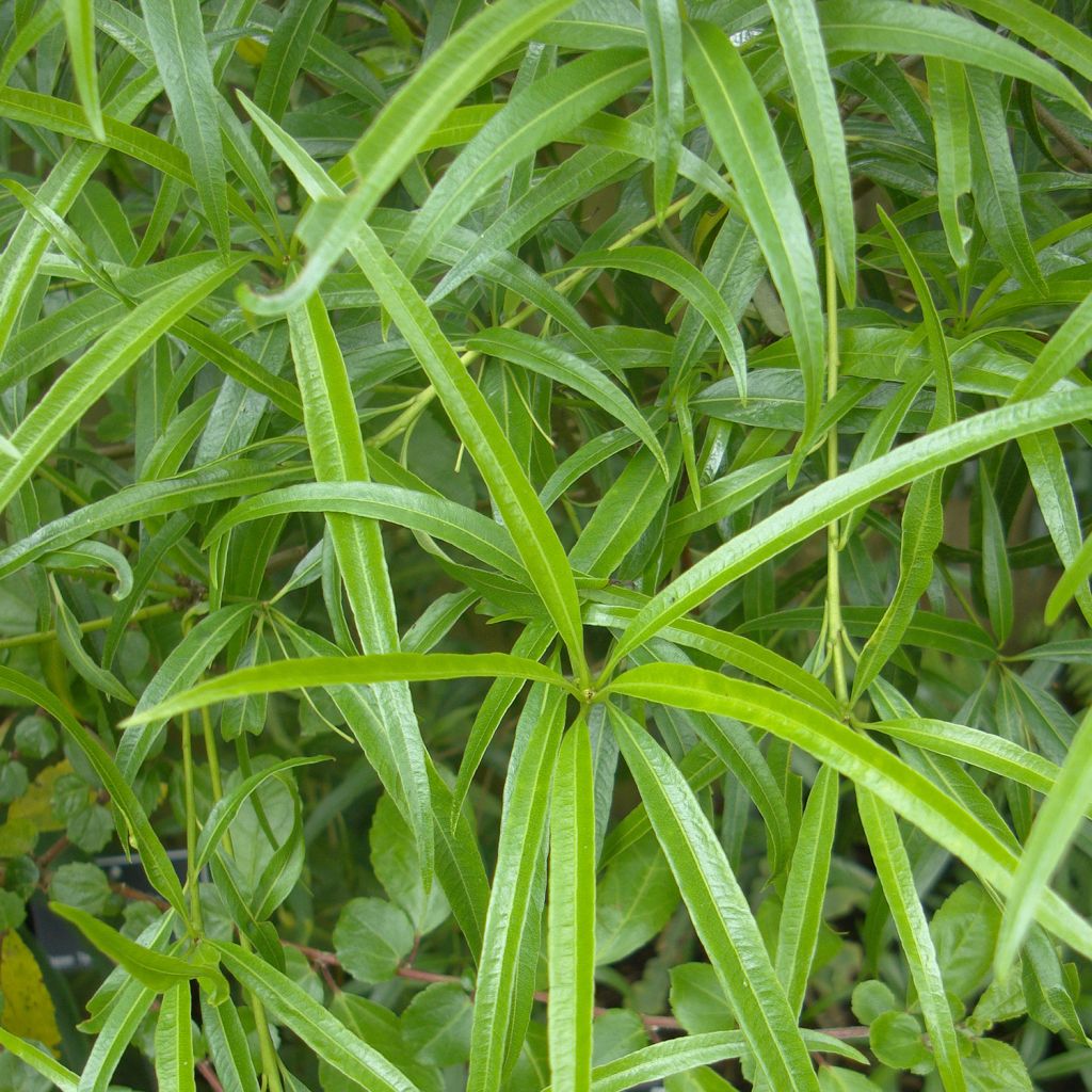 Pittosporum illicioides var. angustifolia