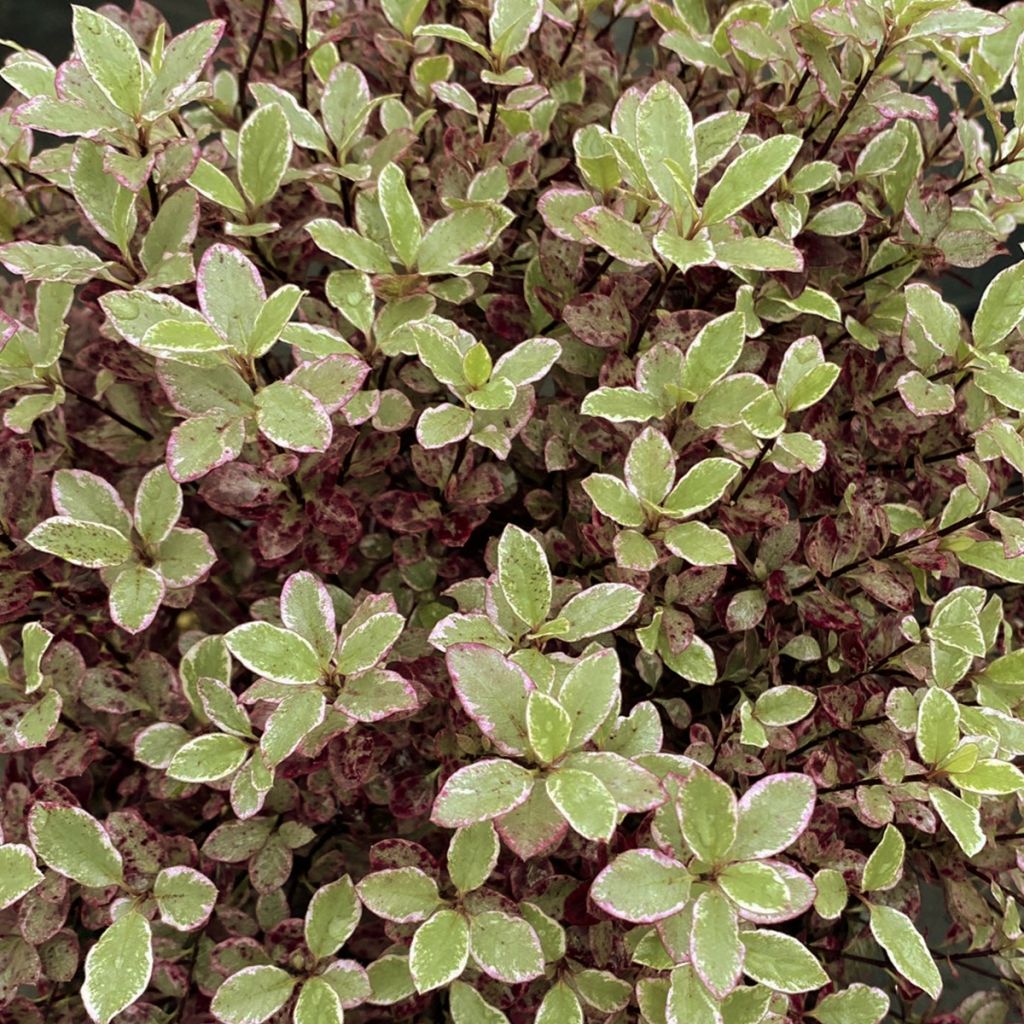 Pittosporum tenuifolium Bannow Bay - Pittosporum à petites feuilles