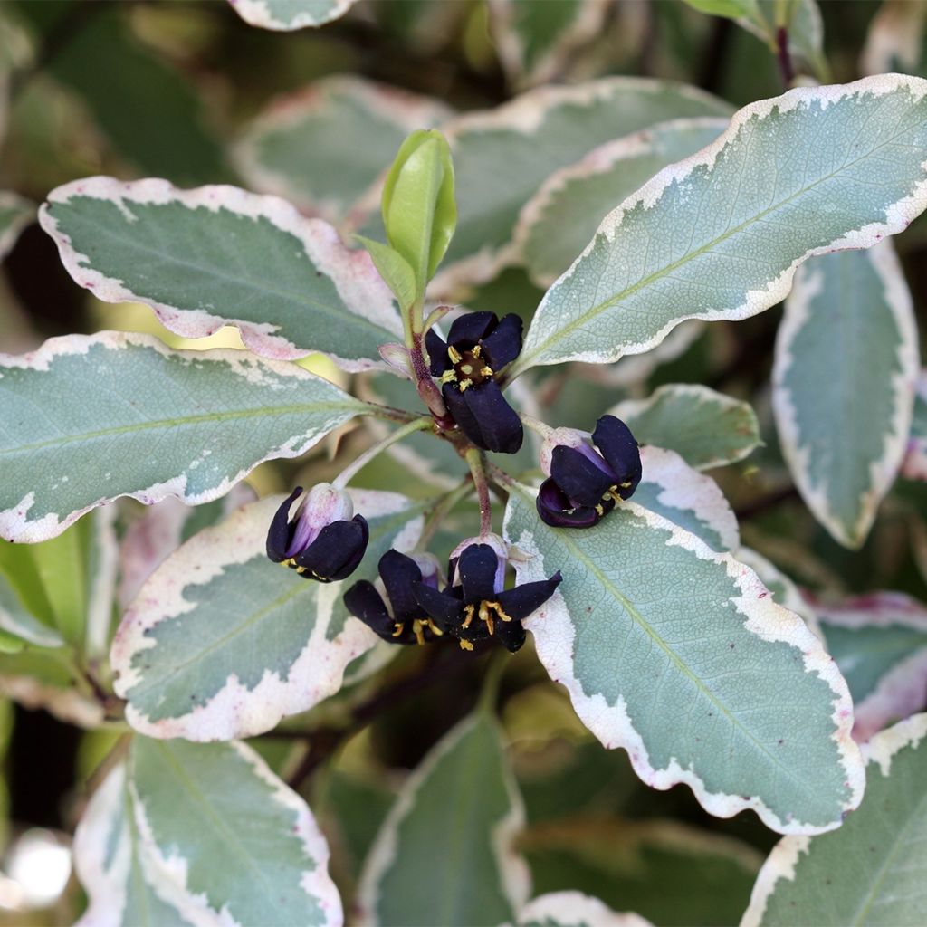 Pittosporum tenuifolium Bannow Bay - Pittosporum à petites feuilles