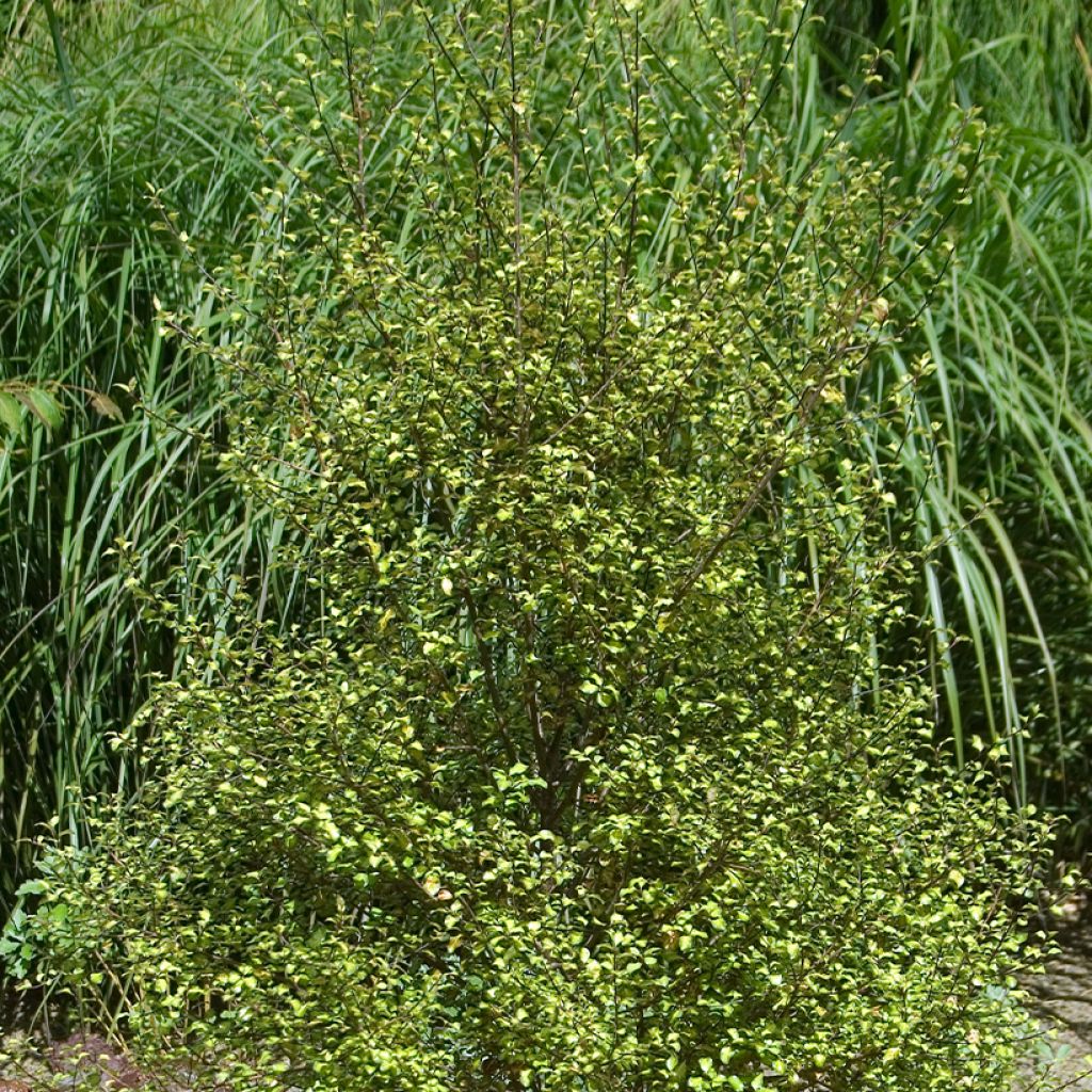 Pittosporum tenuifolium Green Elf