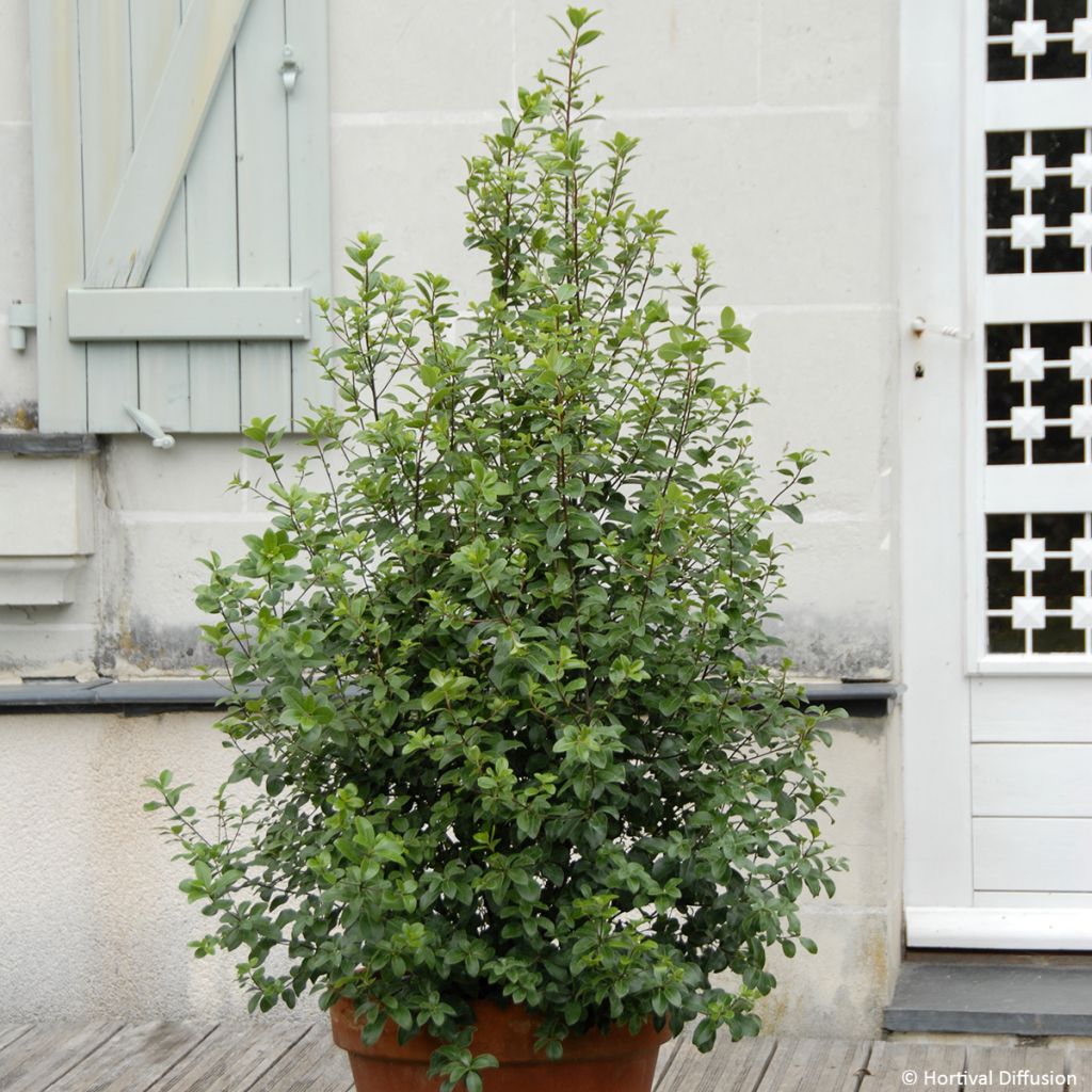 Pittosporum tenuifolium Midget - Kohuhu