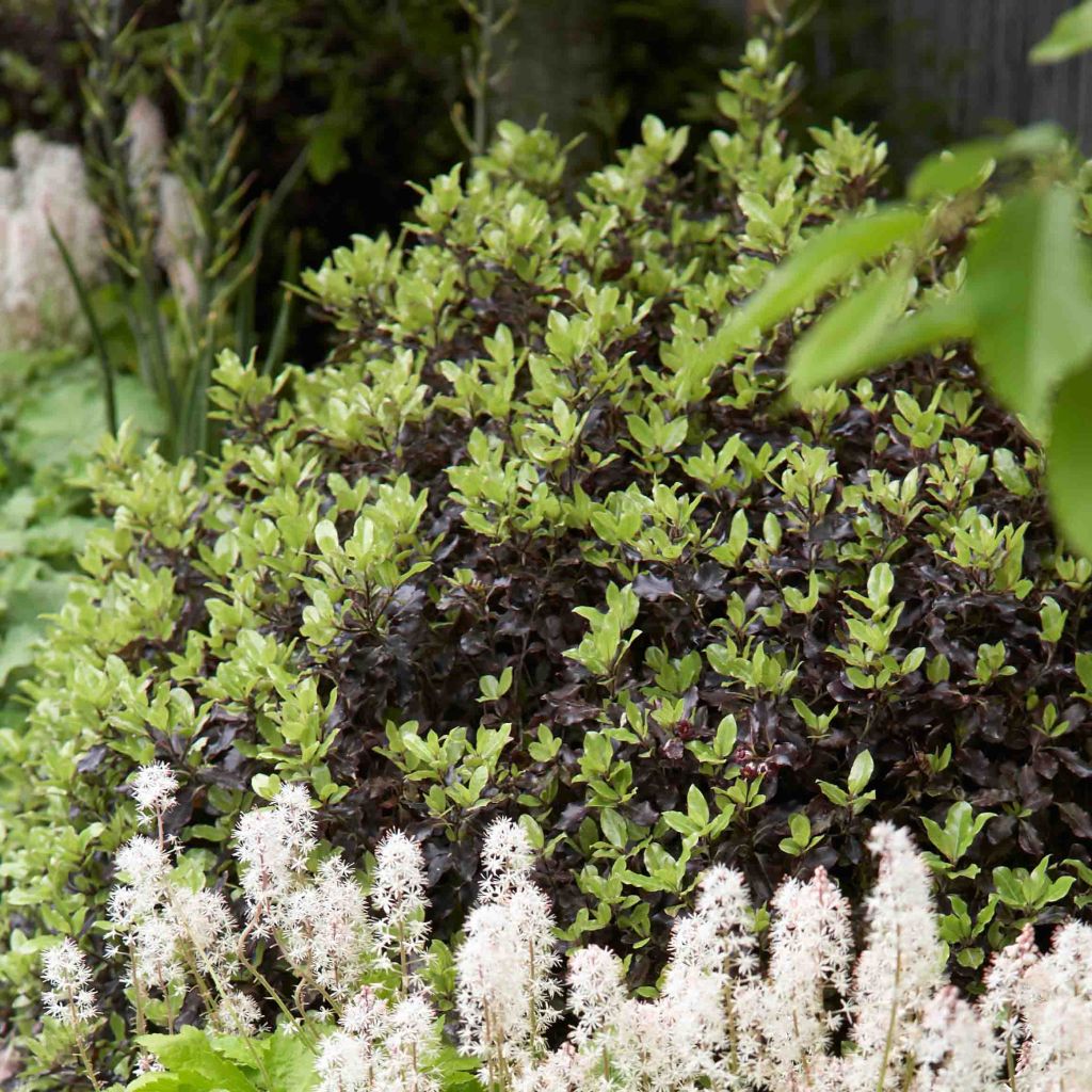 Pittosporum tenuifolium Tom Thumb - Pittosporum à petites feuilles