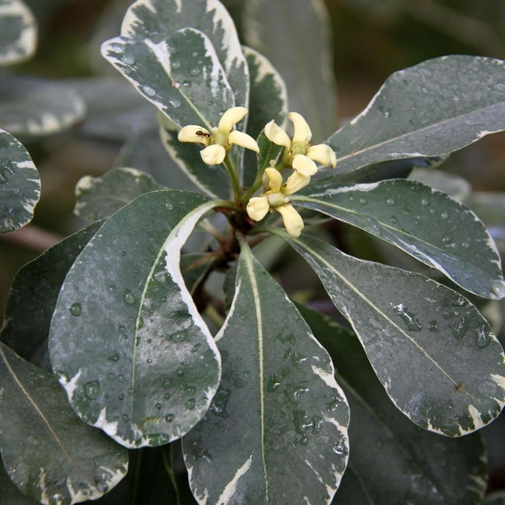 Pittosporum tobira Variegatum - Japanese Pittosporum